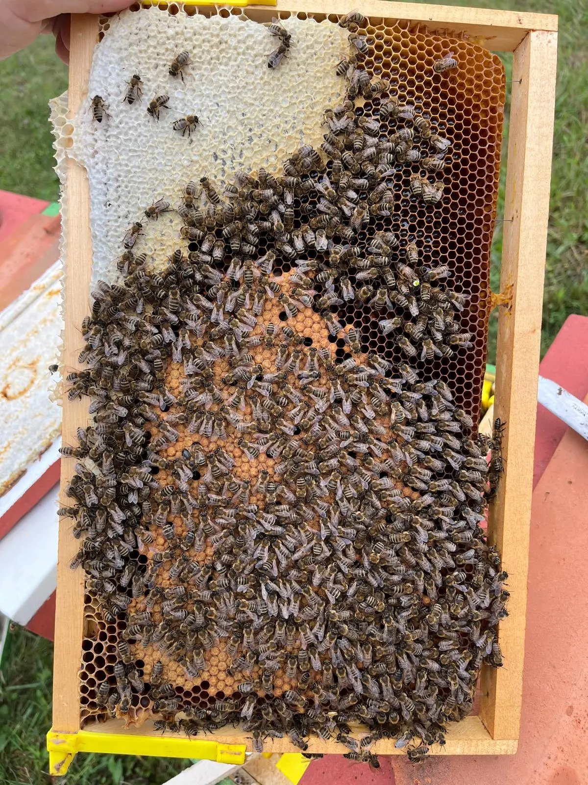 Utrinki iz čebelnjaka 44